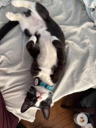 Lost Female Cat last seen Vest and Grant Street in Marshall, Mo, Marshall, MO 65340