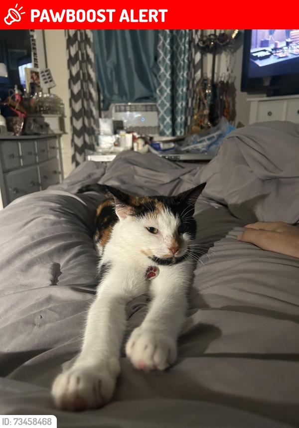 Lost Female Cat last seen hance and colonial, Linthicum Heights, MD 21090