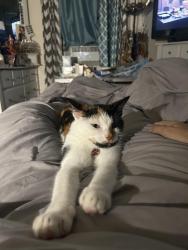 Lost Female Cat last seen hance and colonial, Linthicum Heights, MD 21090