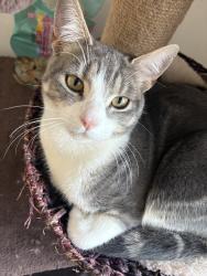 Lost Male Cat last seen Carlinghow Lane, West Yorkshire, England WF17 8FT