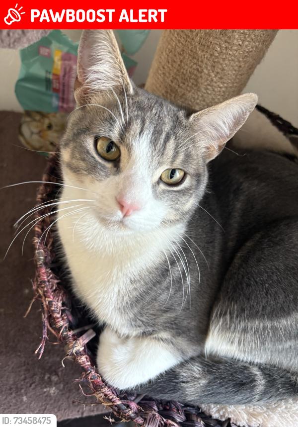 Lost Male Cat last seen Carlinghow Lane, West Yorkshire, England WF17 8FT