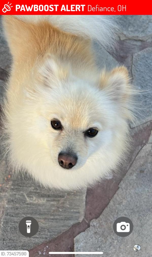 Lost Female Dog last seen Near terrawanda dr, Defiance, OH 43512