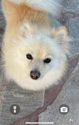 Lost Female Dog last seen Near terrawanda dr, Defiance, OH 43512