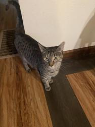 Lost Female Cat last seen Arcadia and Stewart, Shelton, WA 98584