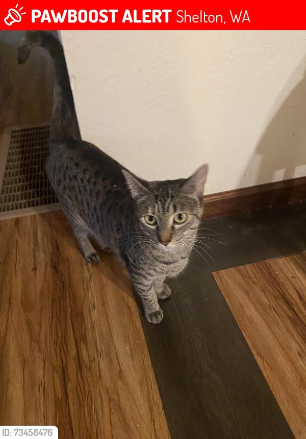 Lost Female Cat last seen Arcadia and Stewart, Shelton, WA 98584