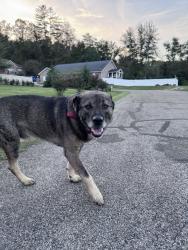 Found/Stray Male Dog last seen Lock Four subdivision, Alum Creek, WV 25309