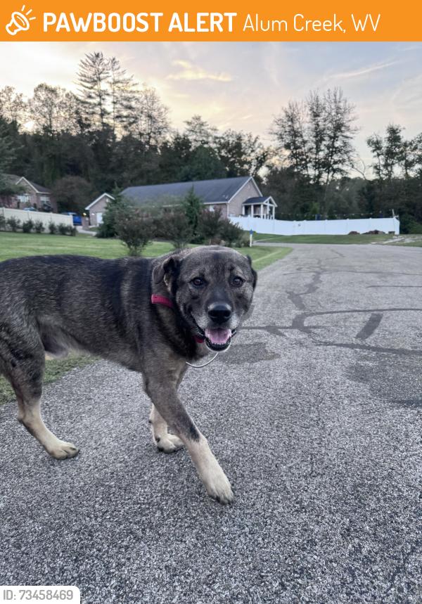 Found/Stray Male Dog last seen Lock Four subdivision, Alum Creek, WV 25309