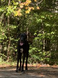 Found/Stray Male Dog last seen Bethabra park Blvd., Winston-Salem, NC 27106