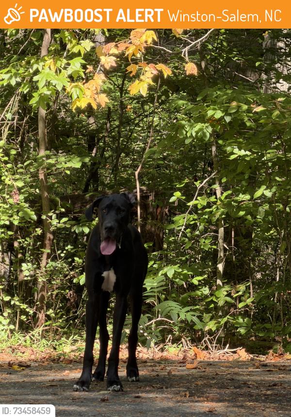 Found/Stray Male Dog last seen Bethabra park Blvd., Winston-Salem, NC 27106