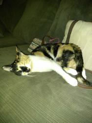 Lost Female Cat last seen Boca dunes country club, Boca Raton, FL 33428