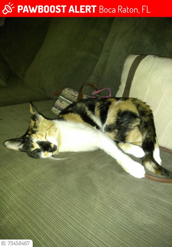 Lost Female Cat last seen Boca dunes country club, Boca Raton, FL 33428