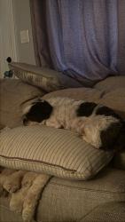 Reunited Male Dog last seen Ward Rd, Columbus, OH 43224