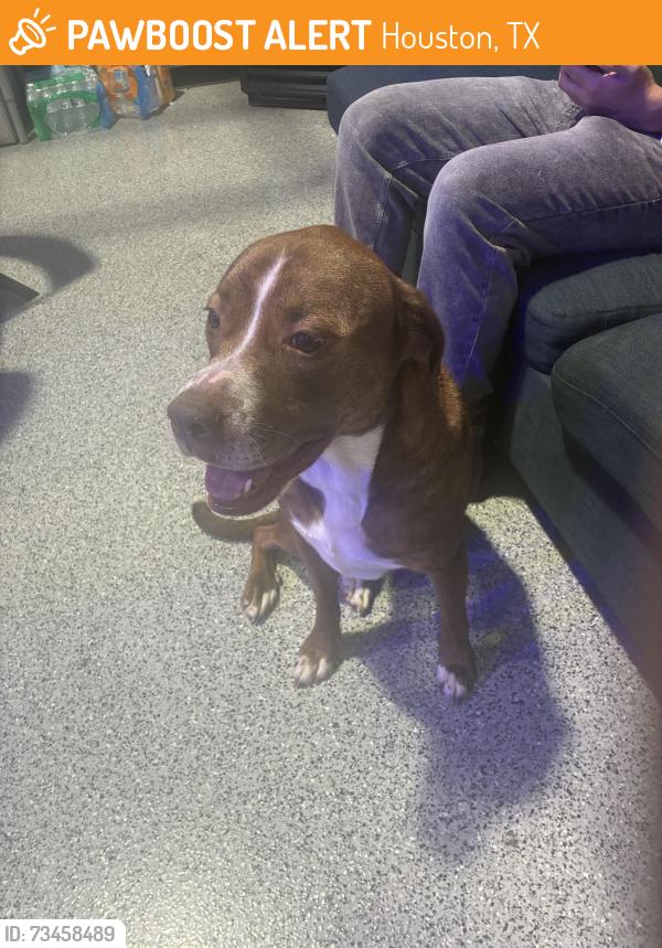 Found/Stray Female Dog last seen 34th street, Houston, TX 77092