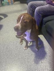 Found/Stray Female Dog last seen 34th street, Houston, TX 77092