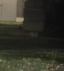 Found/Stray Unknown Cat last seen Kenosia ave & Backus ave, Danbury, CT 06810