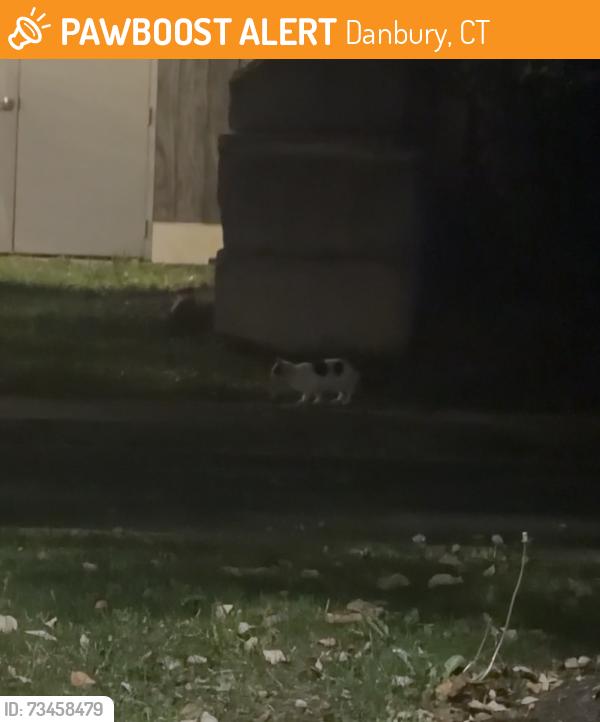 Found/Stray Unknown Cat last seen Kenosia ave & Backus ave, Danbury, CT 06810