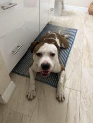 Found/Stray Male Dog last seen Brengle Ave, Orlando, FL, Orlando, FL 32804