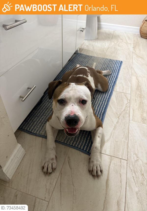 Found/Stray Male Dog last seen Brengle Ave, Orlando, FL, Orlando, FL 32804