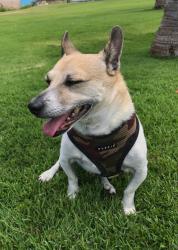 Lost Male Dog last seen Wilikona place, Wailuku, HI 96793