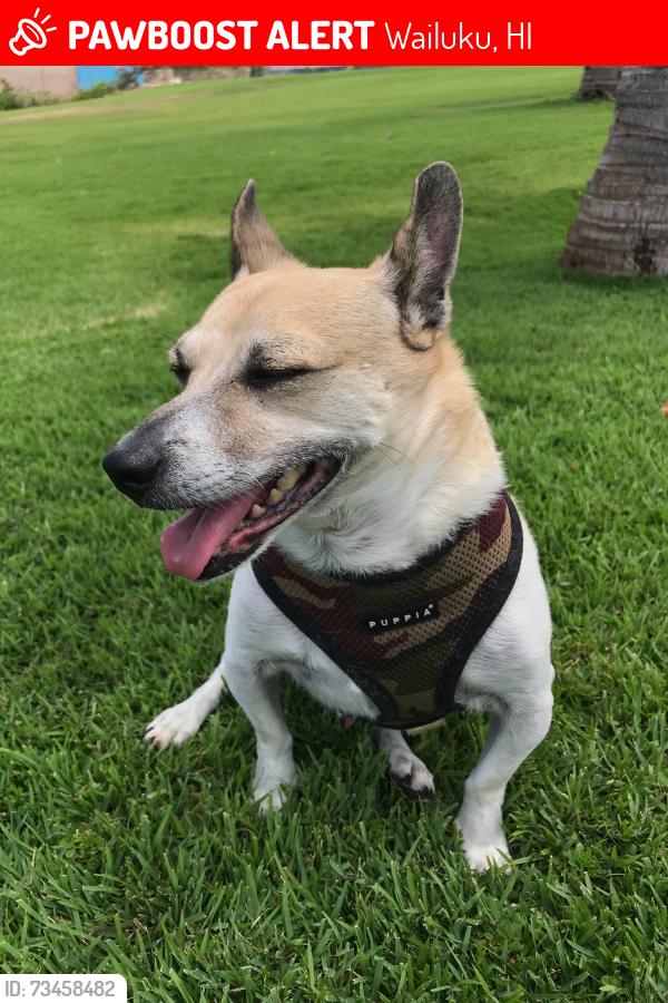 Lost Male Dog last seen Wilikona place, Wailuku, HI 96793