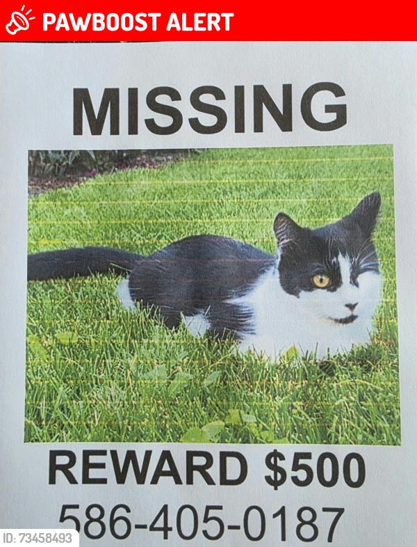 Lost Female Cat last seen Cimarron between Canal rd and 18 mile rd, Clinton Township, MI 48038