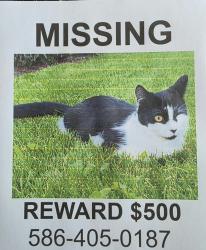 Lost Female Cat last seen Cimarron between Canal rd and 18 mile rd, Clinton Township, MI 48038