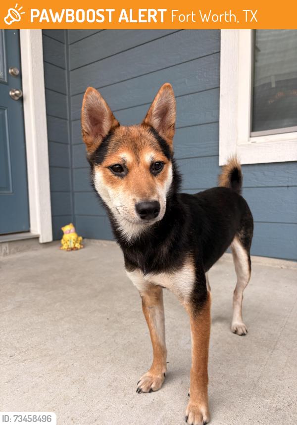 Found/Stray Male Dog last seen Westpoint Blvd. Chapel Creek (near 7 Eleven), Fort Worth, TX 76108