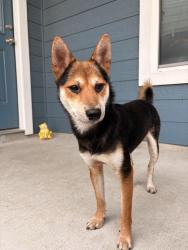 Found/Stray Male Dog last seen Westpoint Blvd. Chapel Creek (near 7 Eleven), Fort Worth, TX 76108