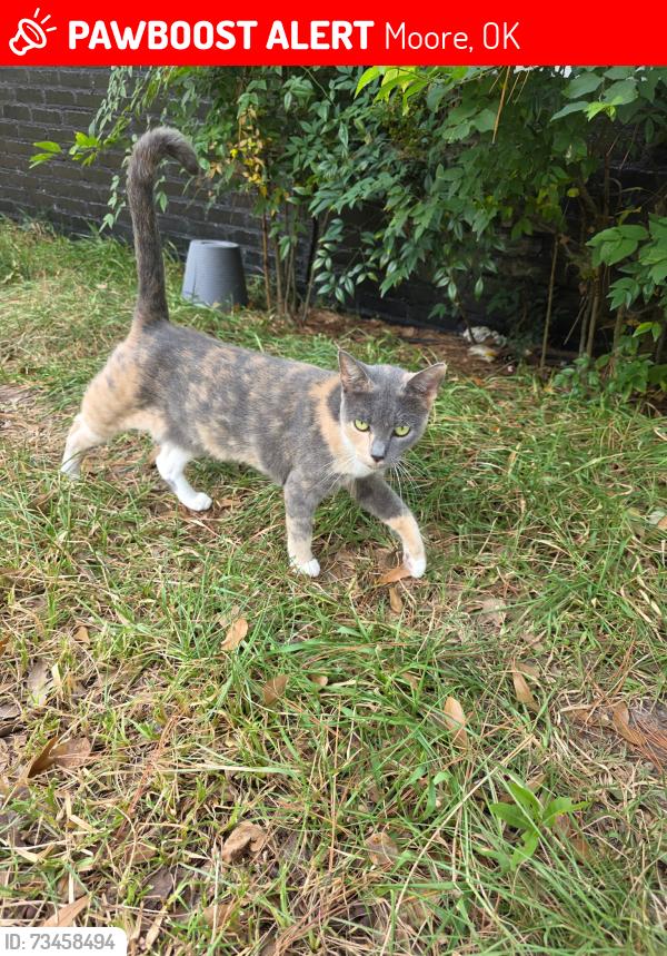 Lost Female Cat last seen Janeway and NW 12th Street, Moore, OK 73160