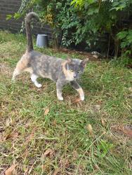 Lost Female Cat last seen Janeway and NW 12th Street, Moore, OK 73160