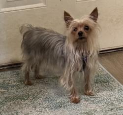 Lost Male Dog last seen Brown Ave Victor Ave 35th Ave, Oakland, CA 94619