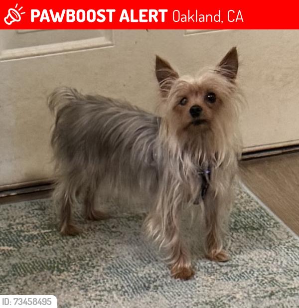Lost Male Dog last seen Brown Ave Victor Ave 35th Ave, Oakland, CA 94619