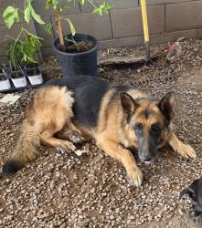 Reunited Male Dog last seen 16st and Broadway, Phoenix, AZ 85040