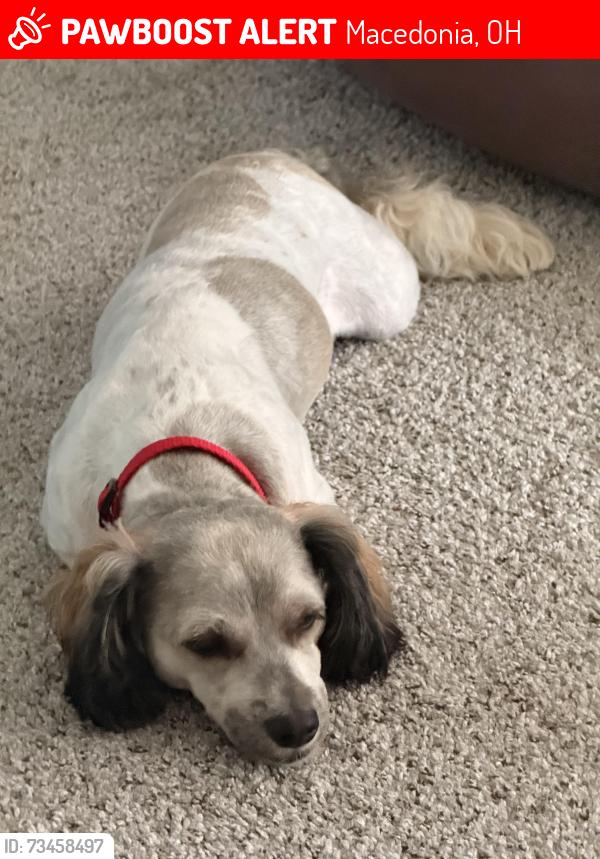 Lost Male Dog last seen Ledge acres or Mikenna, Macedonia, OH 44056