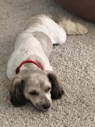 Lost Male Dog last seen Ledge acres or Mikenna, Macedonia, OH 44056