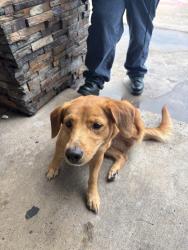 Lost Female Dog last seen Near N Tenth StMcAllen, TX 78501United States, McAllen, TX 78501