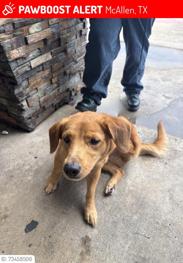Lost Female Dog last seen Near N Tenth StMcAllen, TX 78501United States, McAllen, TX 78501