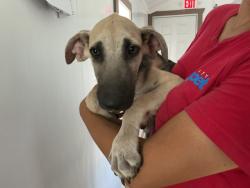 Shelter Stray Male Dog last seen N G ST & W EVANS ST, SAN BERNARDINO, CA, 92405, USA, 333 Chandler Pl, San Bernardino, CA 92408, USA
