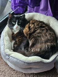 Lost Male Cat last seen Old mill village, Electric St Bellingham, WA, Bellingham, WA 98228