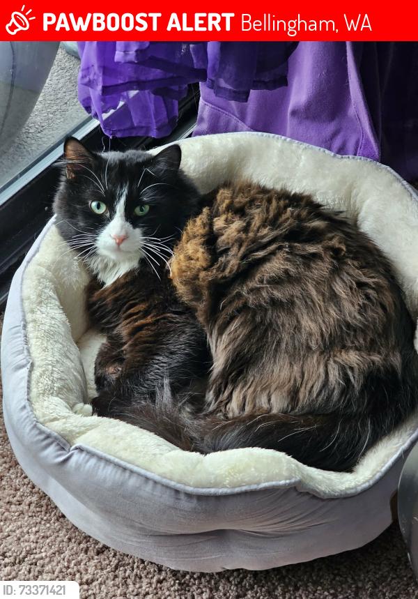 Lost Male Cat last seen Old mill village, Electric St Bellingham, WA, Bellingham, WA 98228