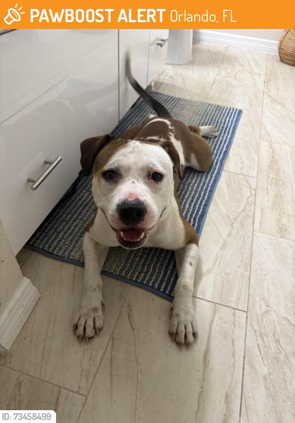 Found/Stray Male Dog last seen Brengle St, Orlando, Orlando, FL 32804