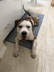 Found/Stray Male Dog last seen Brengle St, Orlando, Orlando, FL 32804