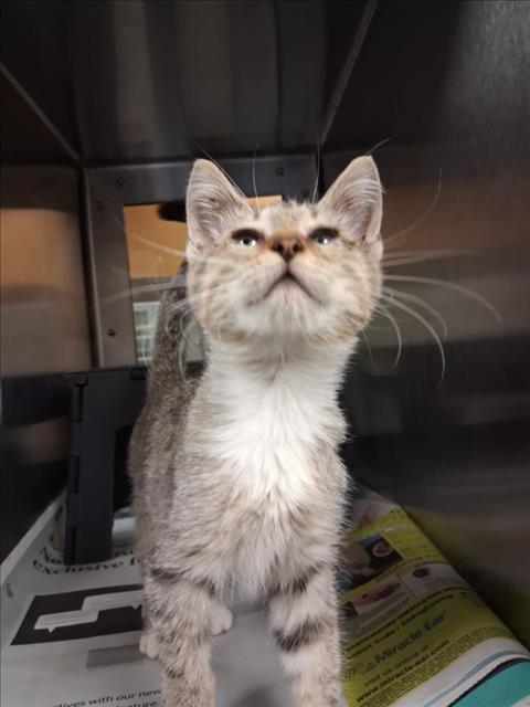 Shelter Stray Unknown Cat last seen Near BLOCK W UNIV AVE, WICHITA KS 67213, 3303 N Hillside St, Wichita, KS 67219, USA