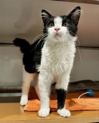 Shelter Stray Female Cat last seen X ANZA, 1419 Bryant St, San Francisco, CA 94103, USA