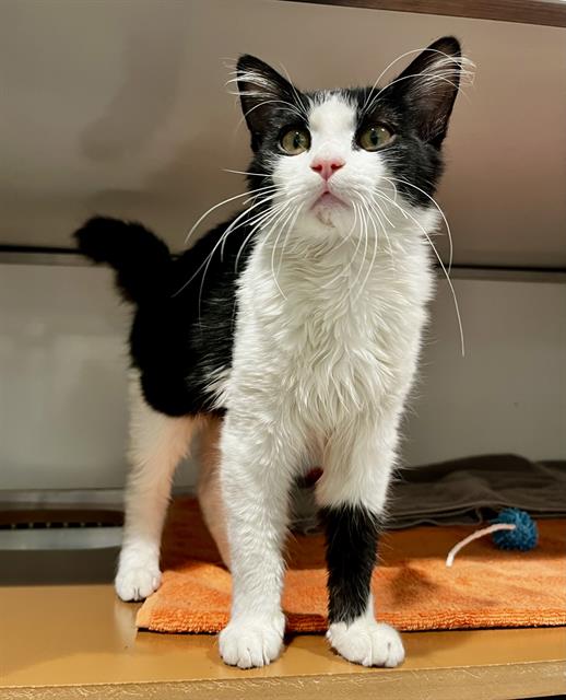 Shelter Stray Female Cat last seen X ANZA, 1419 Bryant St, San Francisco, CA 94103, USA