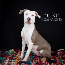 Shelter Stray Female Dog last seen Near BLOCK GENERAL BEALE RD, ARVIN CA 93203, 3951 Fruitvale Ave, Bakersfield, CA 93308, USA