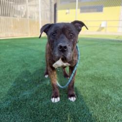 Shelter Stray Male Dog last seen , 3201 Lacy St, Los Angeles, CA 90031, USA