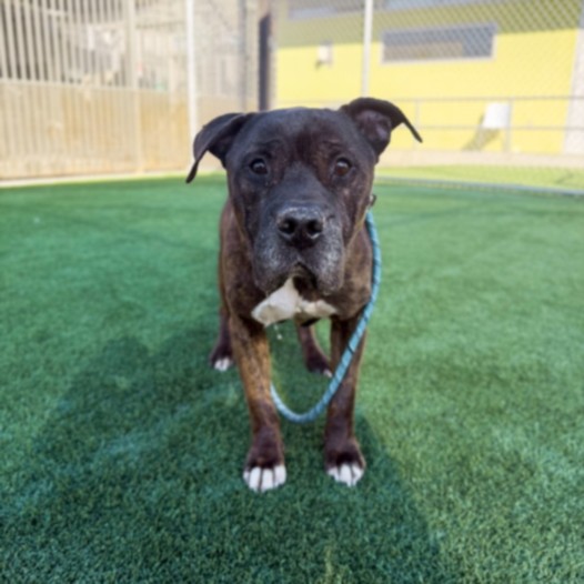 Shelter Stray Male Dog last seen , 3201 Lacy St, Los Angeles, CA 90031, USA