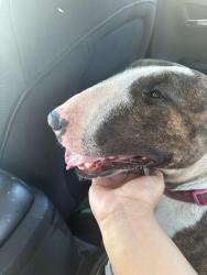 Found/Stray Female Dog last seen Infront of the park, Montclair, CA 91763