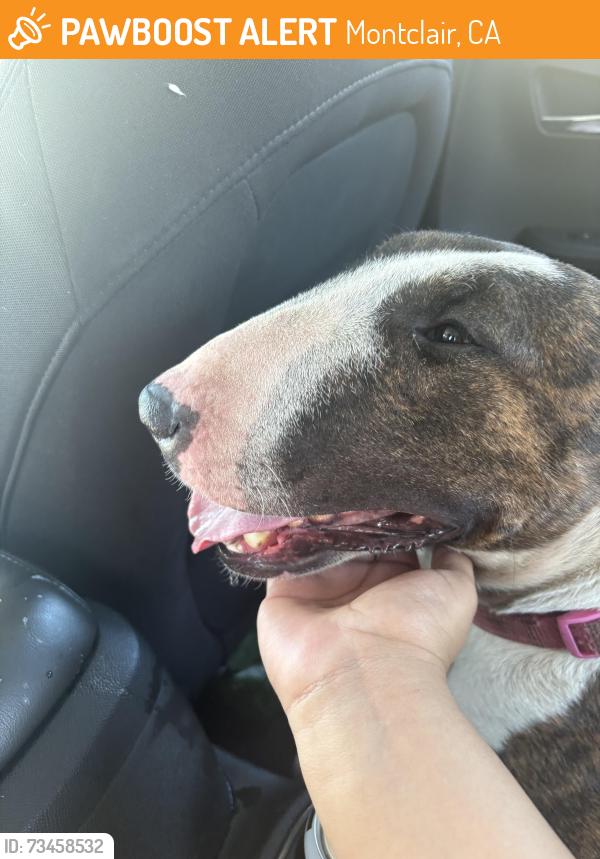Found/Stray Female Dog last seen Infront of the park, Montclair, CA 91763
